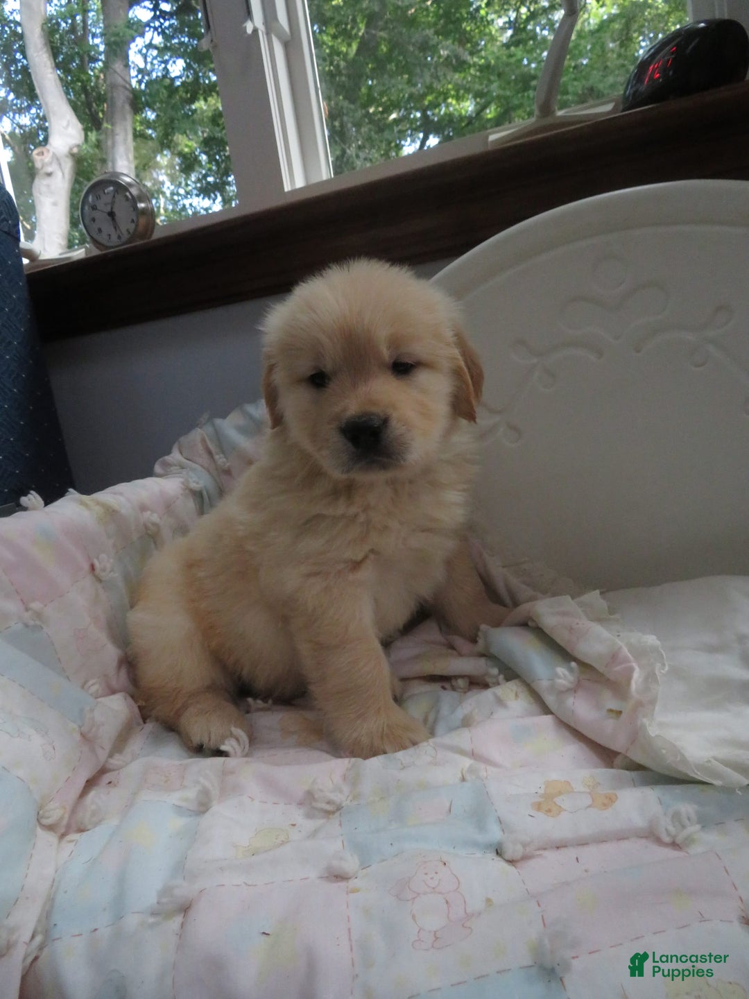 Golden Retriever dogs for sale: Hershey - Image 19