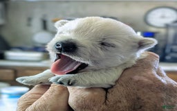 West Highland Terrier dogs for sale: Chip - Image 7
