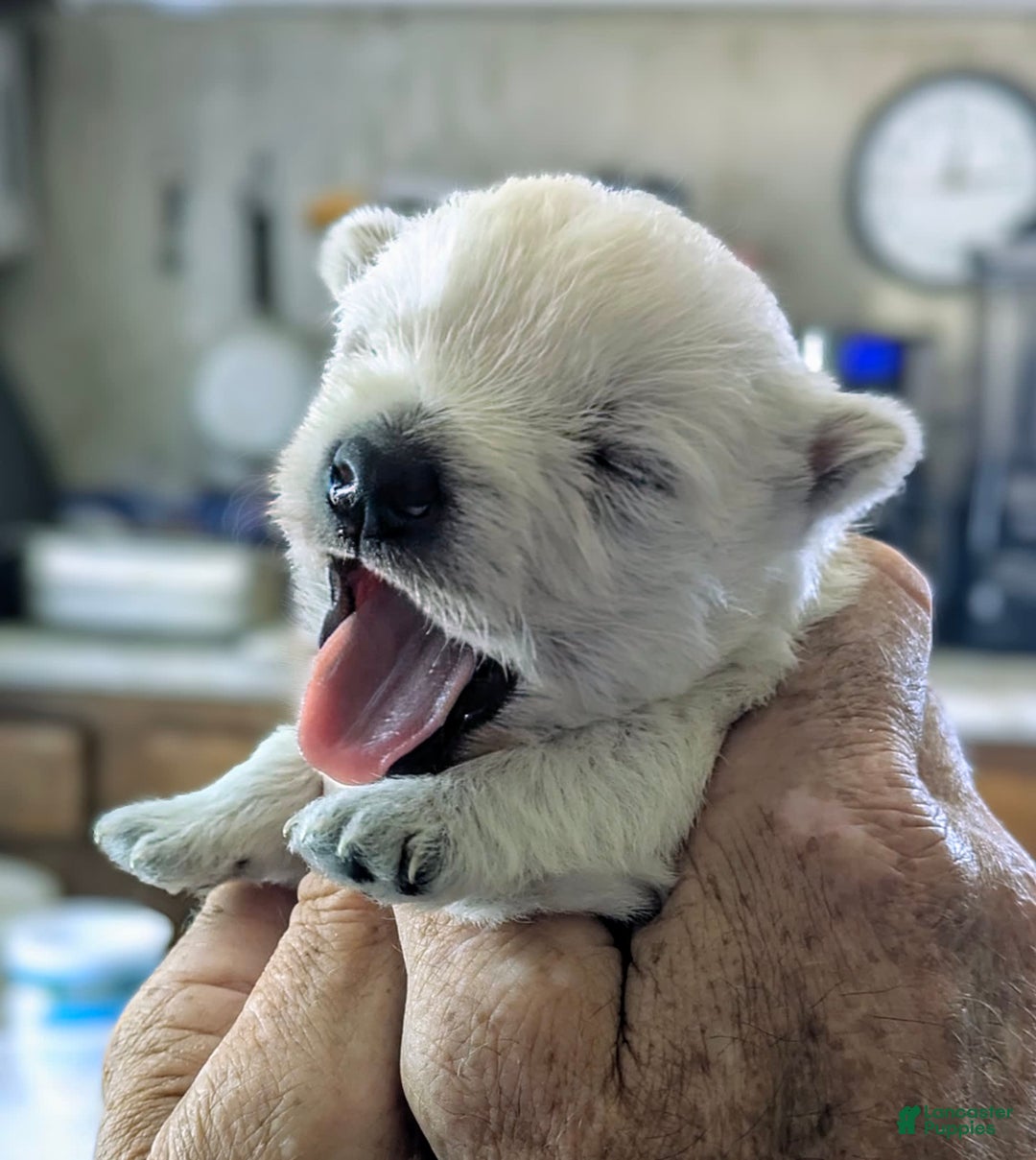 West Highland Terrier dogs for sale: Chip - Image 7
