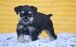 Miniature Schnauzer dogs for sale: Victoria - Image 1
