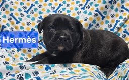Cane Corso dogs for sale: Hermes - Image 1