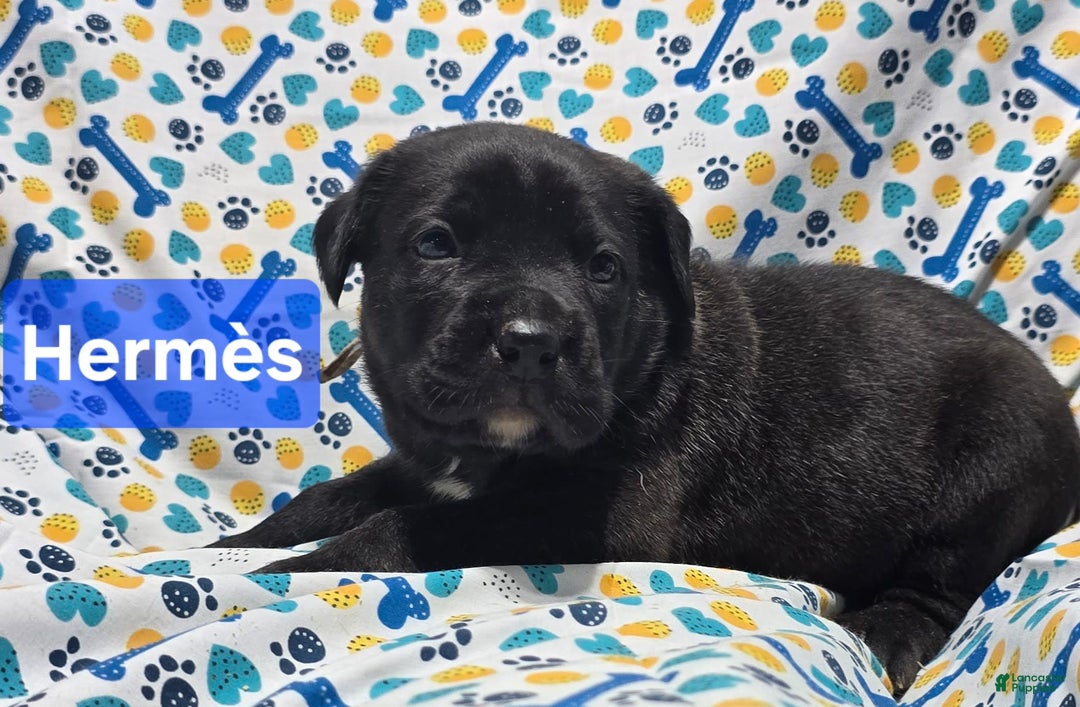 Cane Corso dogs for sale: Hermes - Image 1