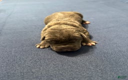 Cane Corso dogs for sale: Brownie - Image 5