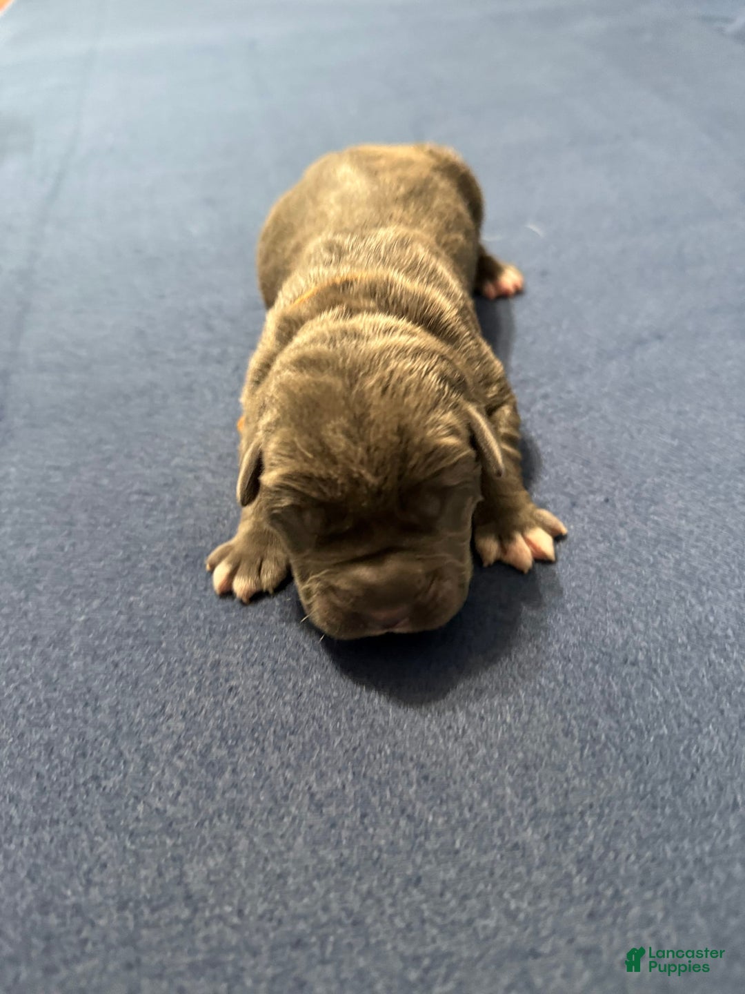Cane Corso dogs for sale: Brownie - Image 5