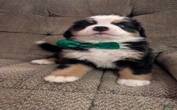 Bernese Mountain Dog dogs for sale: Hogan - Image 3