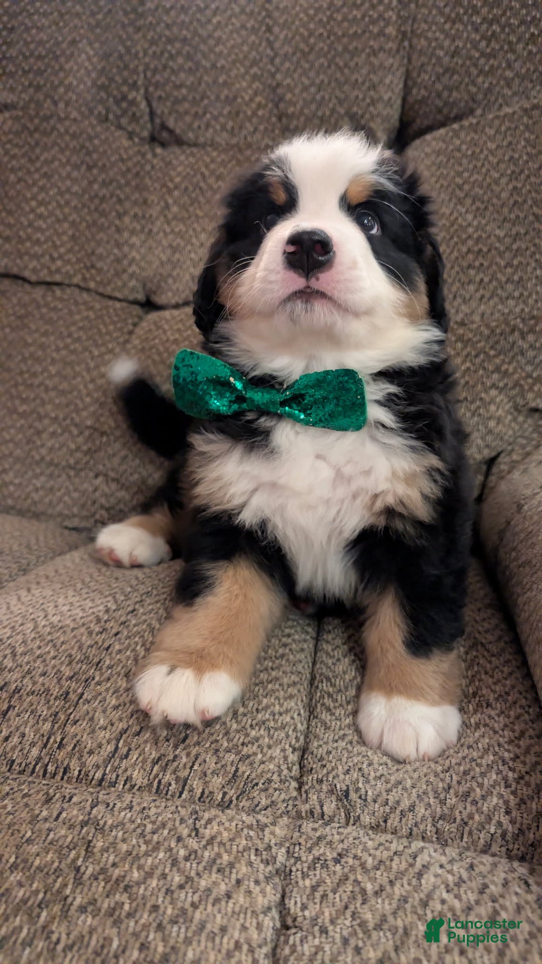 Bernese Mountain Dog dogs for sale: Hogan - Image 3