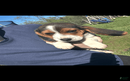 Beagle dogs for sale: Bear - Image 2