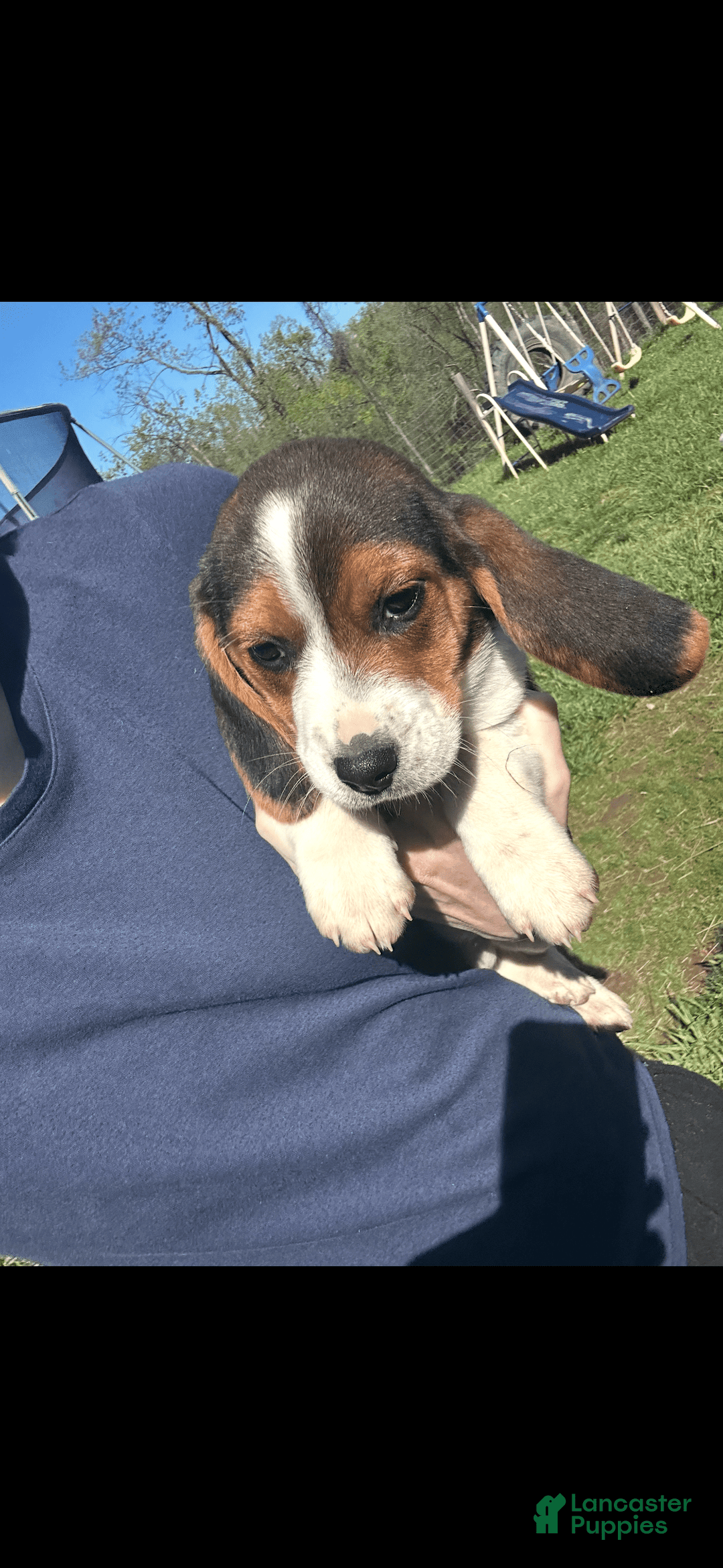 Beagle dogs for sale: Bear - Image 2