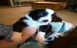 Miniature Australian Shepherd dogs for sale: Milly - Image 3
