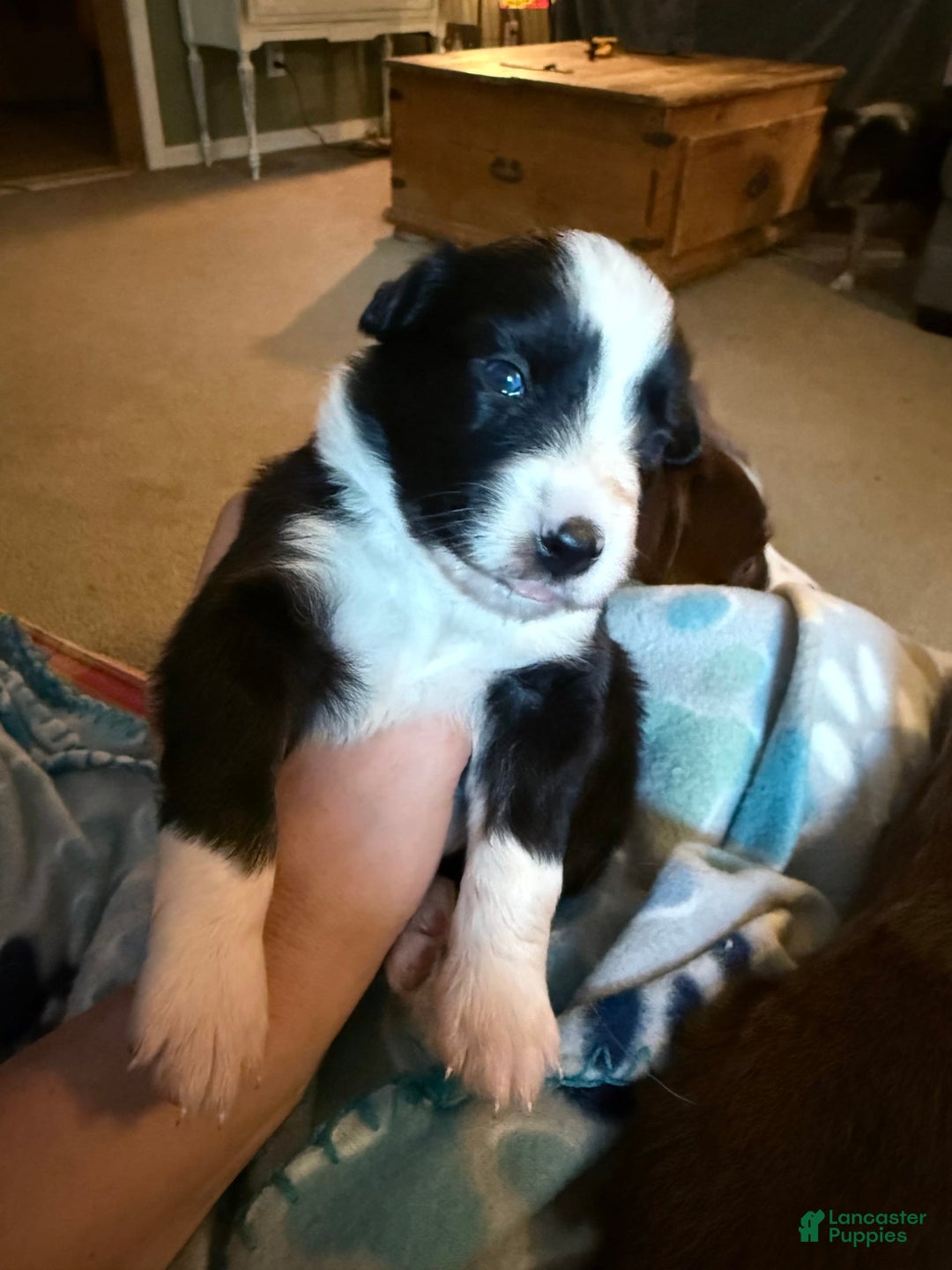 Miniature Australian Shepherd dogs for sale: Milly - Image 3