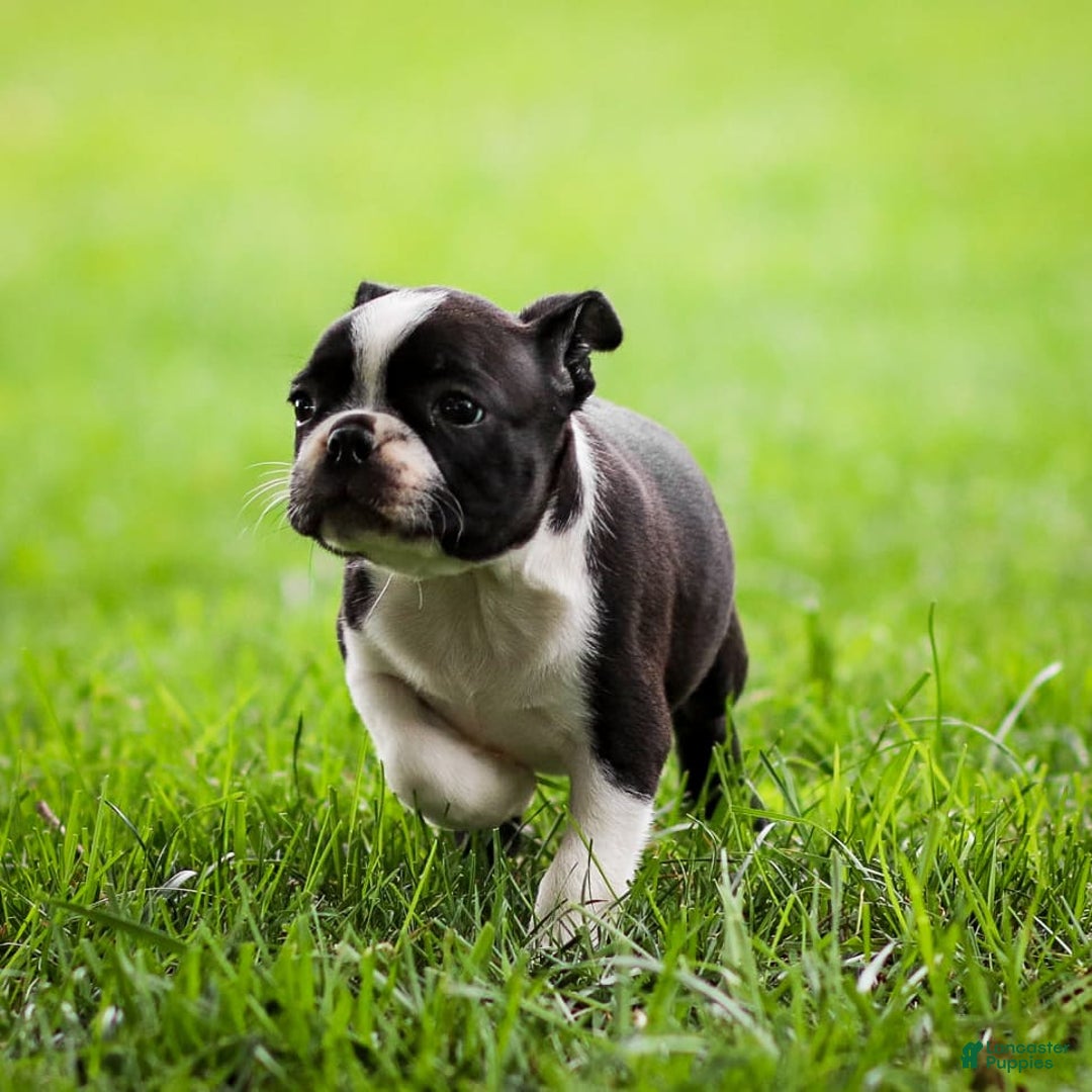 Boston Terrier dogs for sale: Pearl - Image 2