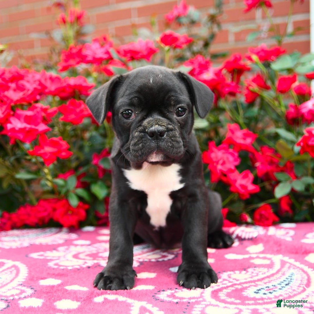 Frenchton dogs for sale: Firefly - Image 2