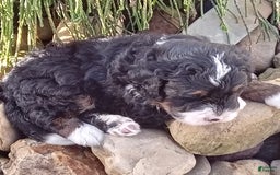 Mini Bernedoodle dogs for sale: Rambo - Image 27