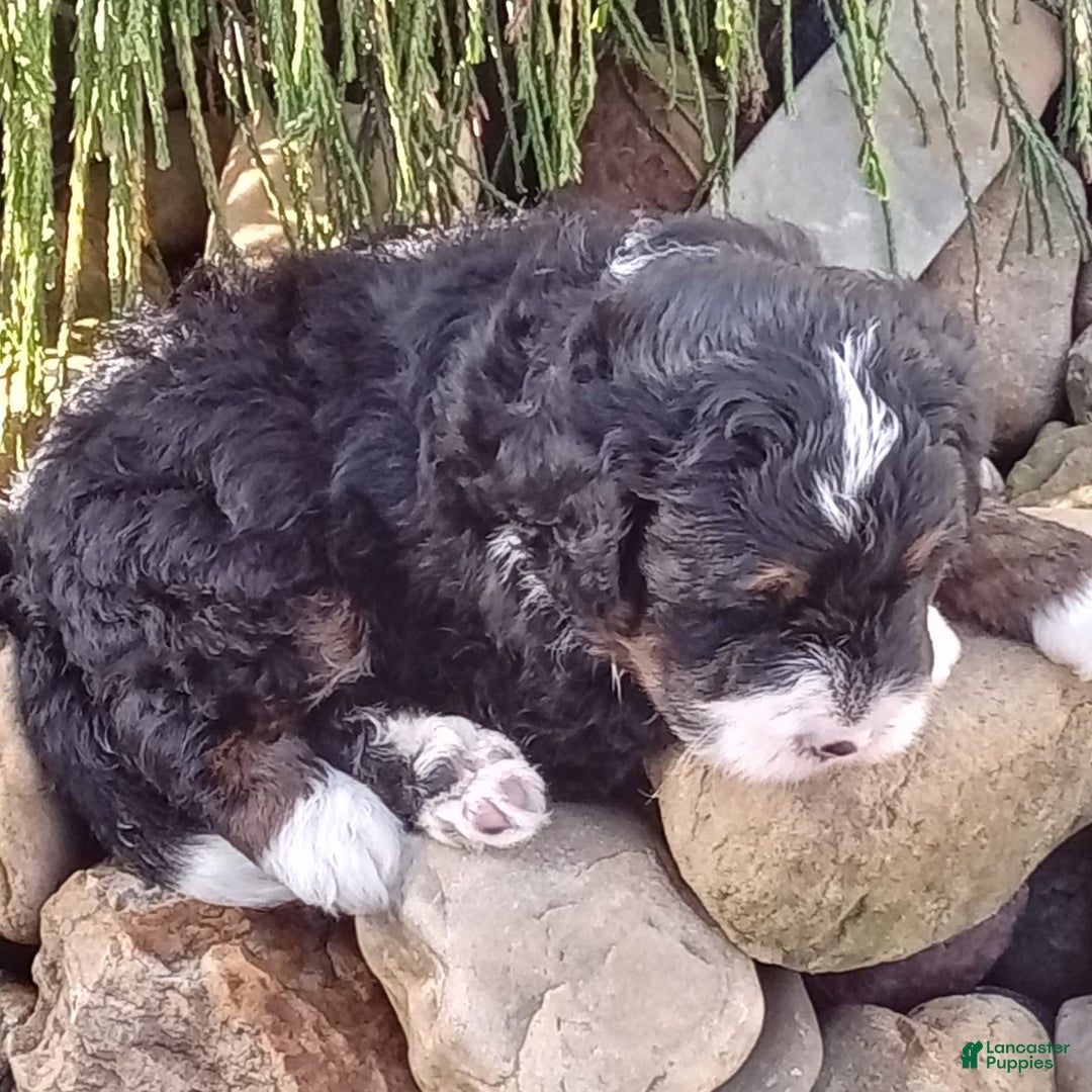 Mini Bernedoodle dogs for sale: Rambo - Image 27