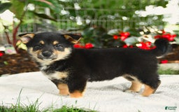 Shiba Inu dogs for sale: Haven - Image 2