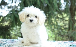 Miniature Poodle dogs for sale: Keisha - Image 7