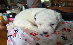 Toy Poodle dogs for sale: Paisley 2nd Girl - Image 1