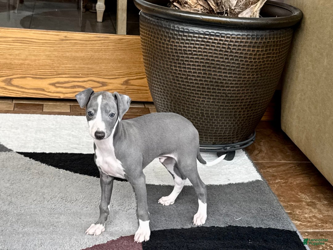 Italian Greyhound dogs for sale: Mj - Image 5