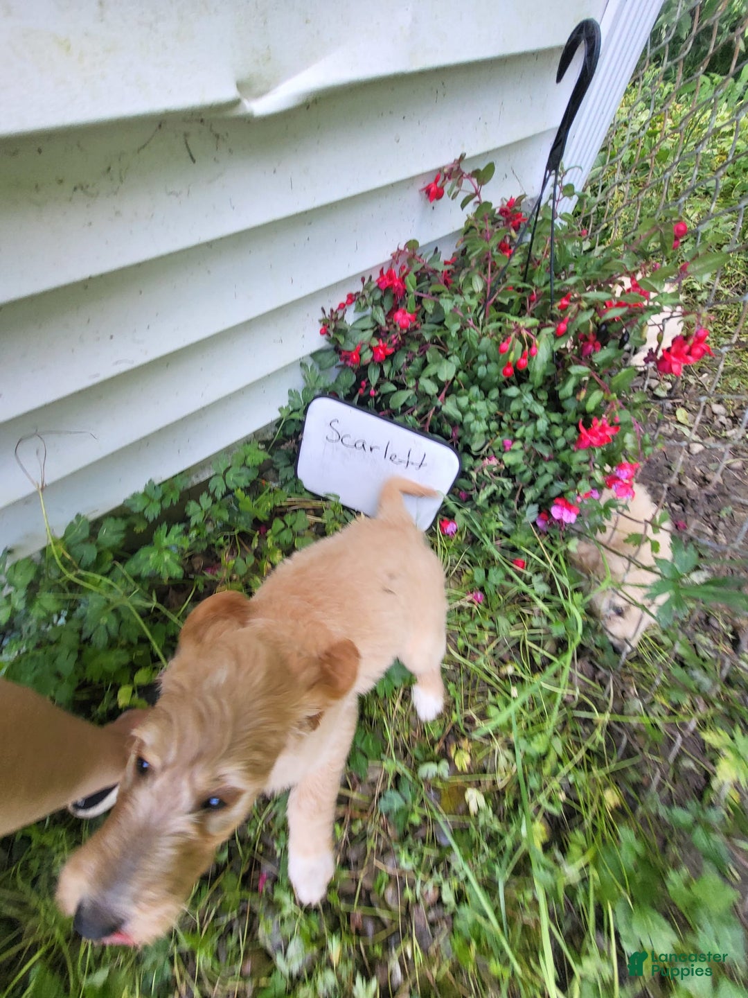 Goldendoodle dogs for sale: Scarlet - Image 2