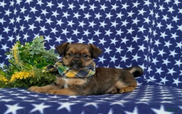 Shorkie dogs for sale: Cruz 9 Lbs Full Grown - Image 6