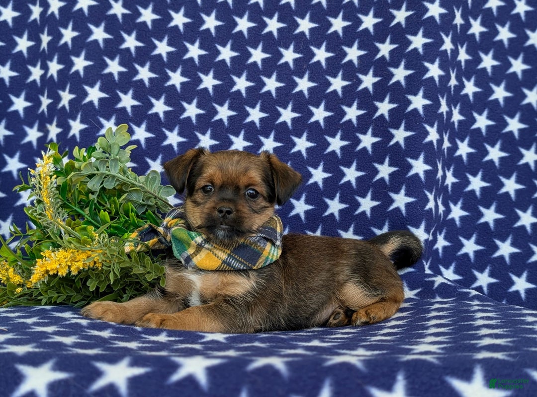 Shorkie dogs for sale: Cruz 9 Lbs Full Grown - Image 6