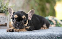 French Bulldog dogs for sale: Bella - Image 2