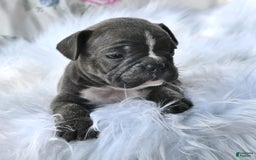 Frenchton dogs for sale: Ranger - Image 4