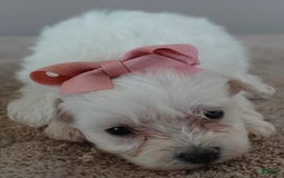 Maltipoo dogs for sale: Amara - Image 5