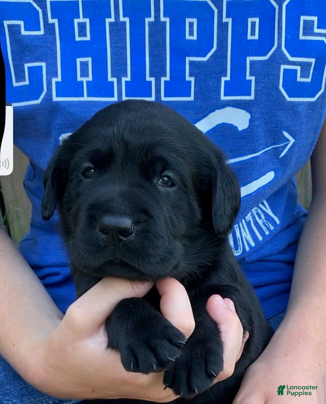 Labrador Retriever dogs for sale: Wyatt - Image 7