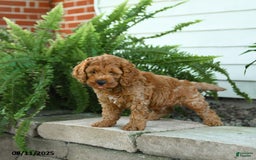 Cockapoo dogs for sale: Bear - Image 5