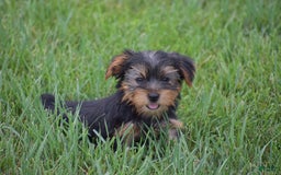 Yorkshire Terrier dogs for sale: Rocky - Image 4