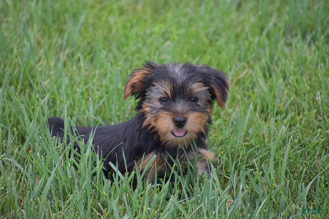 Yorkshire Terrier dogs for sale: Rocky - Image 4
