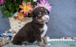 Miniature Australian Shepherd dogs for sale: Gracie - Image 4