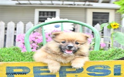 Pomeranian dogs for sale: Abe - Image 10