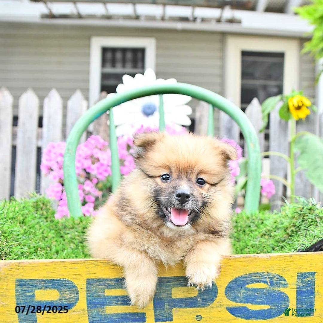Pomeranian dogs for sale: Abe - Image 10