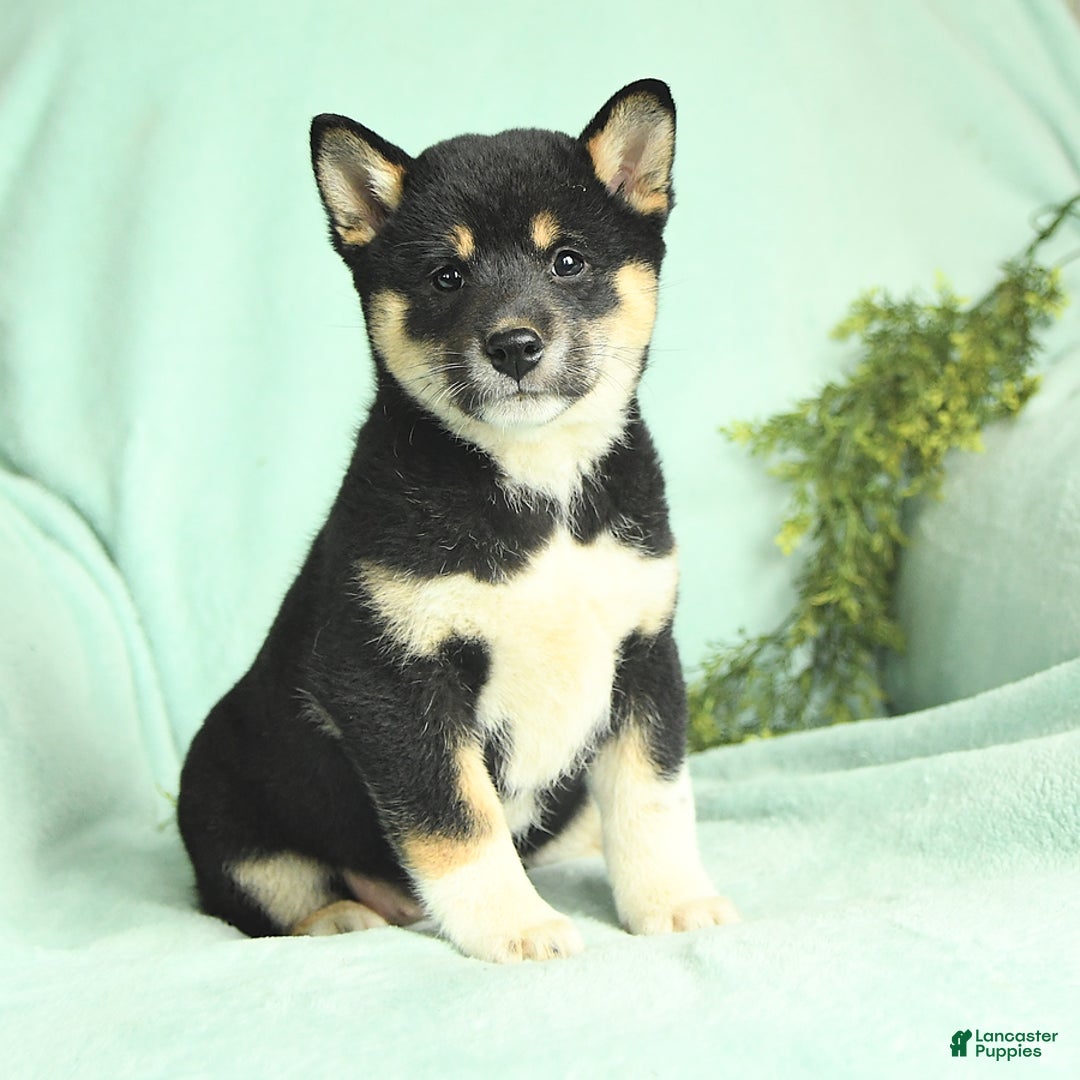 Shiba Inu dogs for sale: Unique - Image 1