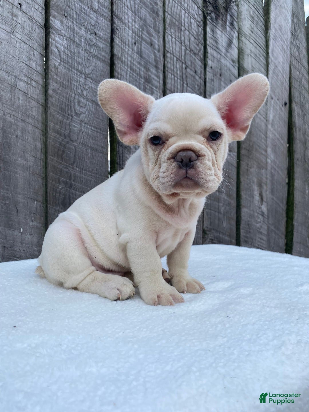 French Bulldog dogs for sale: Drew - Image 11