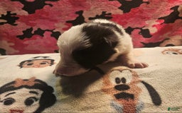 Border Collie dogs for sale: I-dog - Image 15