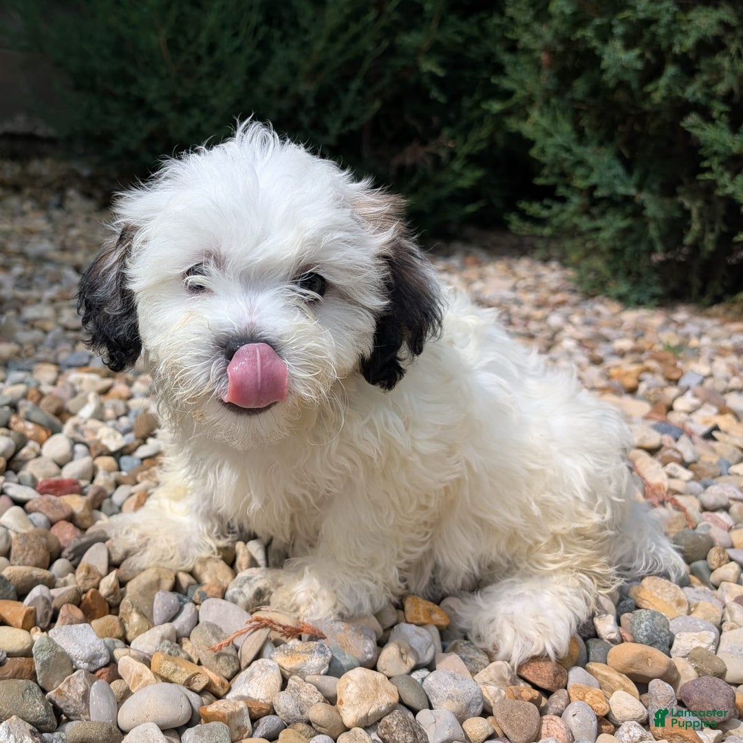Teddy Bear dogs for sale: Custard - Image 9