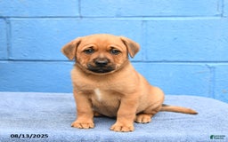 Australian Cattle Dog dogs for sale: Marine Man - Image 3