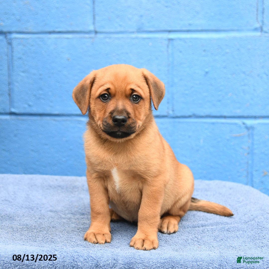 Australian Cattle Dog dogs for sale: Marine Man - Image 3