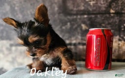 Yorkshire Terrier dogs for sale: Oakley - Image 1