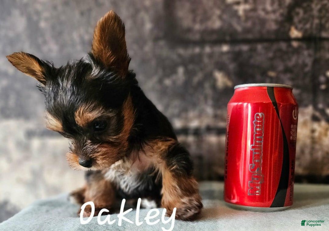 Yorkshire Terrier dogs for sale: Oakley - Image 1