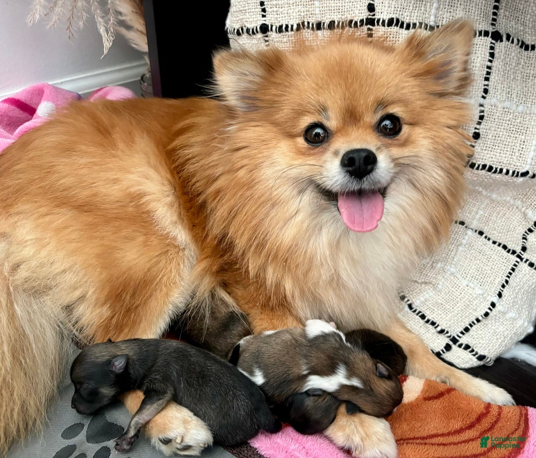 Pomeranian dogs for sale: Capri - Image 6
