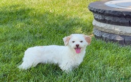 Lhasa Apso dogs for sale: Honey - Image 17