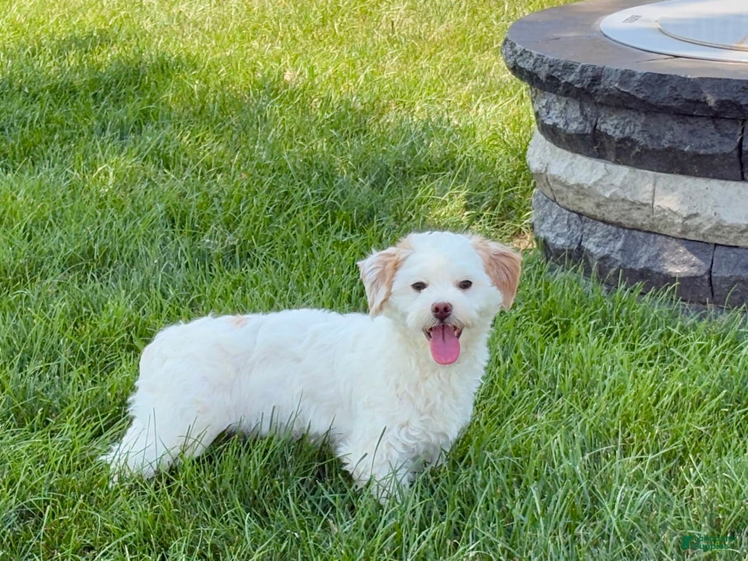 Lhasa Apso dogs for sale: Honey - Image 17