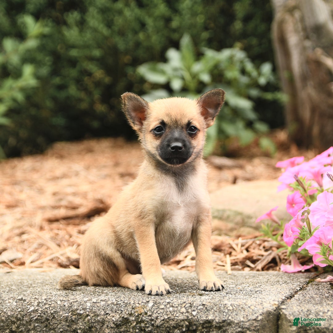 Pomeranian dogs for sale: Pomeranian 3 puppies - Image 7