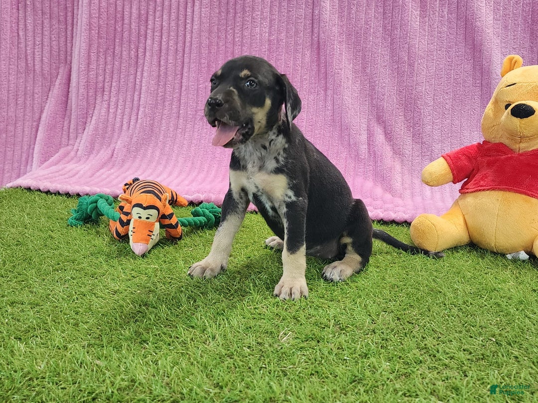 Catahoula Leopard Dog dogs for sale: Tess 2025 Female 4 - Image 19