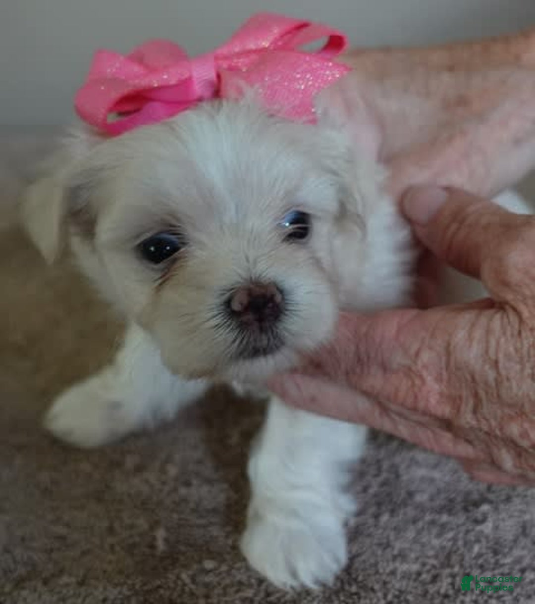 Maltese dogs for sale: Tinker - Image 10