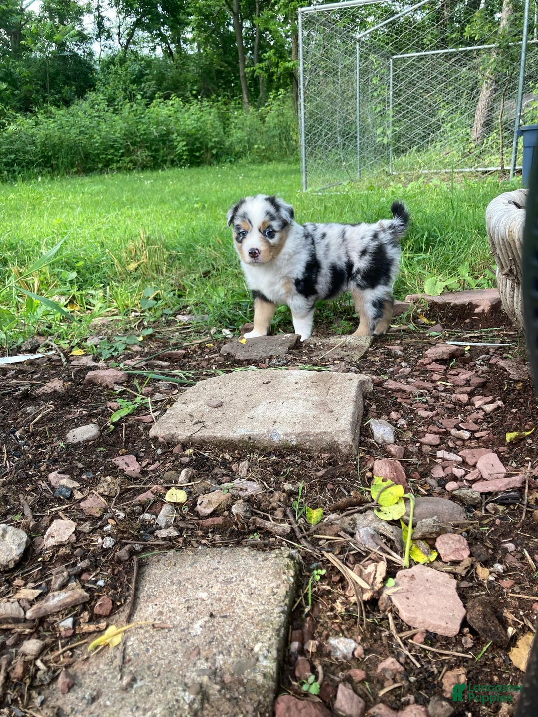 Australian Shepherd dogs for sale: Stubbs Mcgee - Image 6